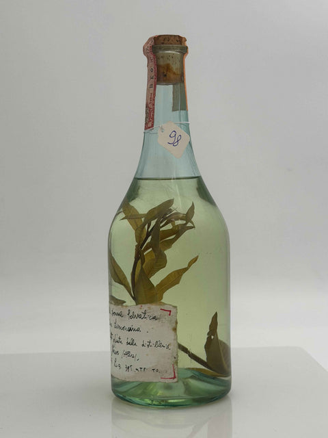 Grappa Romano Levi, grappa de una donna selvatica umma con Elia limoncina, 1994, 98