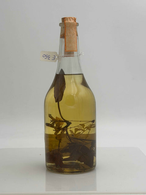 Grappa Romano Levi, Grappe di una donna selvatica, Salvia Limonacia 1995, 132