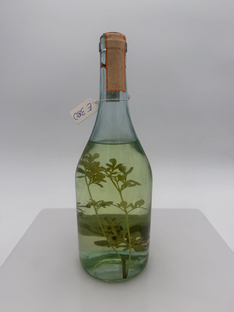 Grappa Romano Levi, grappa di una donna selvatica una con erbe ruta, 1988, 166