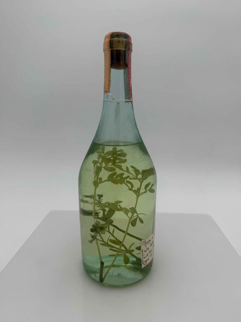 Grappa Romano Levi, grappa di una donna selvatica una con erbe ruta, 1988, 166