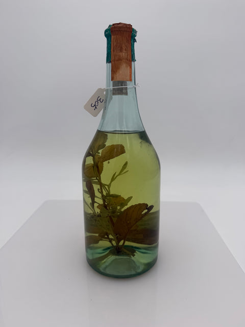 Grappa Romano Levi, Grappa de una donna selvatica con ruta e menta, 1984, 305